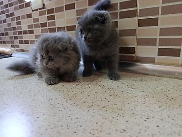 it etibarlı əllərə verilir: Şotland, Dişi, Yaxşı əllərə, Ödənişli çatdırılma — 6