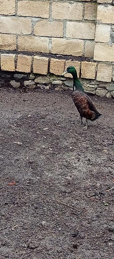 qaz ördey: Pinqivin kayuqa ordeylerin yumrtalari 90 faiz mayalı önceden wifaris — 2