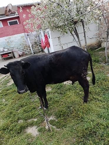 toyuq mehsullari topdan satis: Ətdiy inək satılır istəyən olsa yazsın video sun atım baxın real — 8