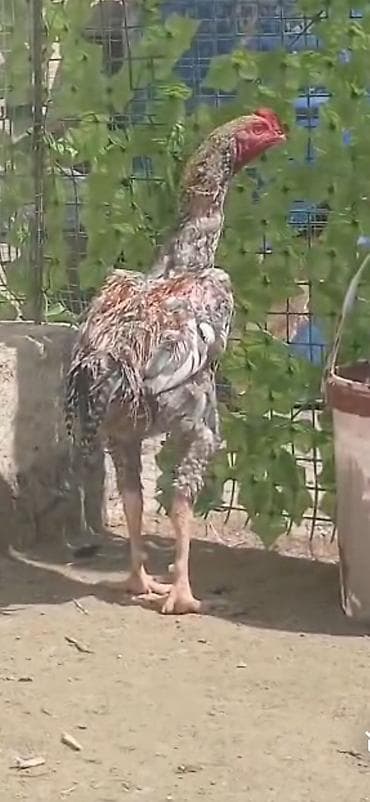 kənd heyvanları: Heyrati Pleymut Yumurta satilir Shamo qarisigi ata Shamo Ana Brazilya — 3