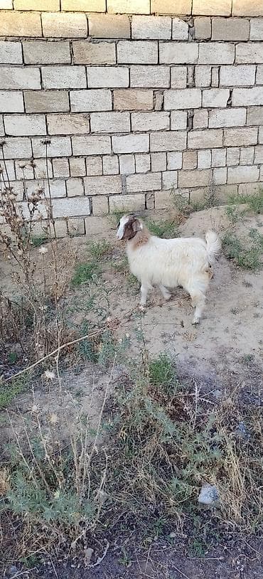 at balası: Ekiz balalı keçi 1 dişi cepiş 1 erkey cepiş kom keciler — 8