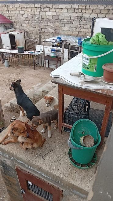 azerbaycan it satisi: Peyvəndli — 2