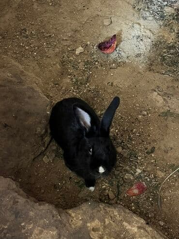 gence xoruz: Məhsul: Ev dovşanları 4 ədəd) hamsi 30 manat Təsvir: - Rəng: əsasən — 3