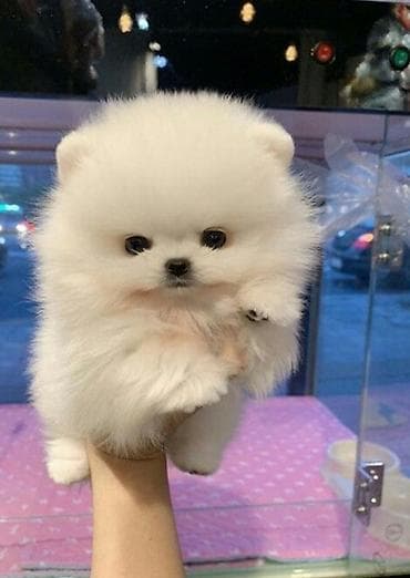 husky balası: Şpitz, 2 ay, Sənədli — 1