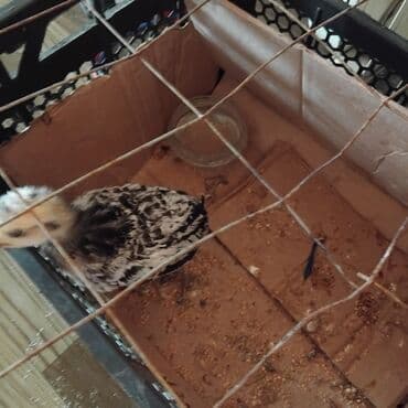 cins ineklerin satisi 2018: Damazlıq, Pulsuz çatdırılma — 5