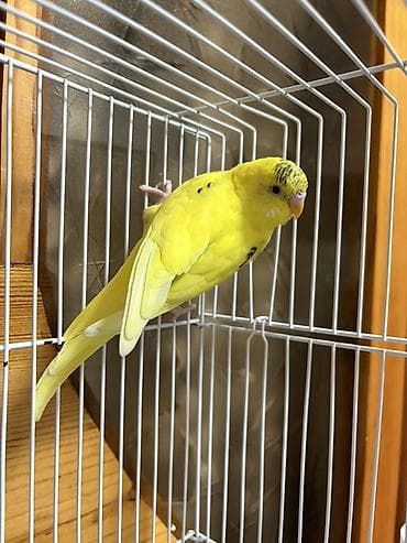 ev quş: Sarı dalmatian naxışlı dalğalı tutuquşu (budgerigar) - Növ: Dalğalı — 3