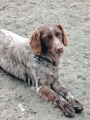 itlerin ucuz qiymete satisi: Ov itləri – orta ölçülü, enerjili və çevik. Şəkillərdəki itlərin — 3