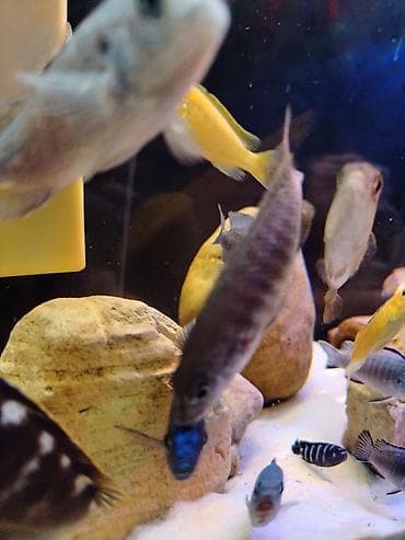 satilik simental inek: Malavi balığı — 7