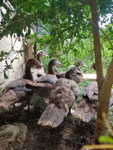 bakida cins ineklerin satisi: Çütü 50 manat — 1