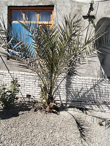 plastik qapi pencere: Dekorativ xurma (palma) kolu - Pezraqlı, tikanlı yarpaqlara malik — 1