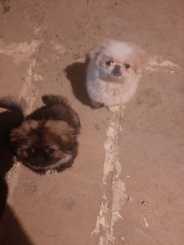 balonka türkçe ne demek: Pekines, 3 ay, Erkek — 2