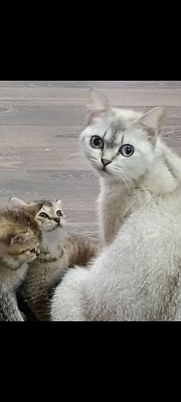 5 ayliq korpe: Britan — 3