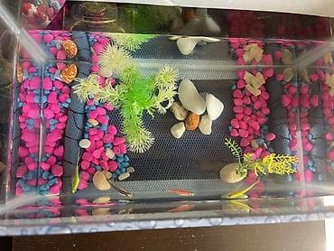 baliğ: Akvaryum dəsti – şüşə akvarium içi bezekli 4 eded Danio baligi ile — 2