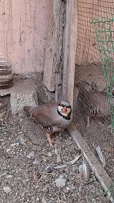 et baltasi: Xinali keklik qusu 8 ayliqdir fərədi saglamdir — 2