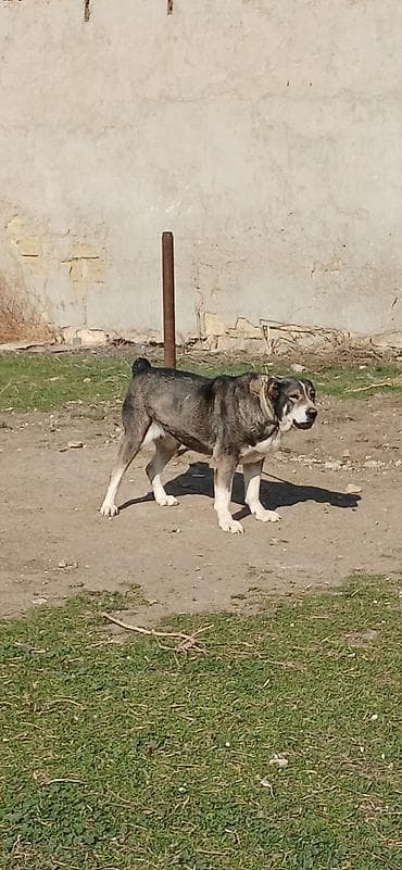 qız it adları: Qurdbasar, 2 il, Dişi — 8