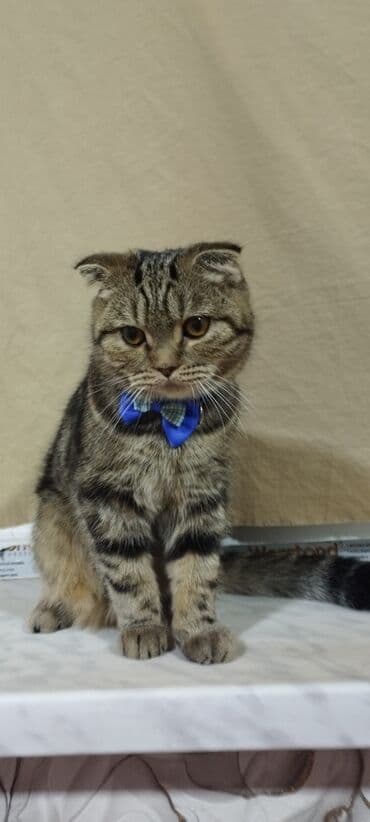 шотландская вислоухая кошка купить: Шотландская — 2