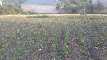 куплю дом в баку недорого: 19 соток, Для сельского хозяйства, Купчая — 2