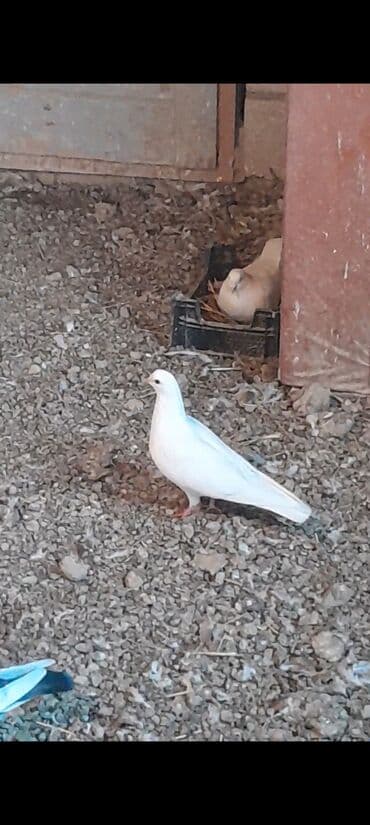 корм для собак: Goy weyka erkek ag 12 tuk maya cutu 20 Azn unvan Qaradag — 3