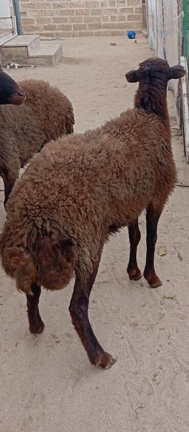 ot satılır: Salam ünvan Bakıin maştağa kendi obşi 3 baş heyvanlar 1 baş qoç 2 — 3