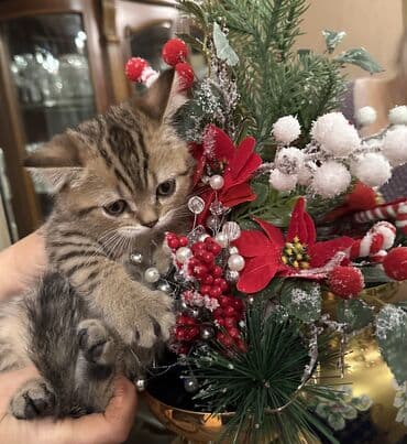 balaca pisikler: Şotland — 8