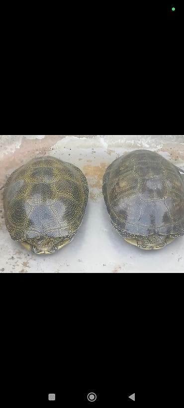 Akvarium aksessuar və ləvazimatları: SU TISBAĞASI, həm suda həm də quruda yaşayır. Hal hazırda 5 ədəd var — 1