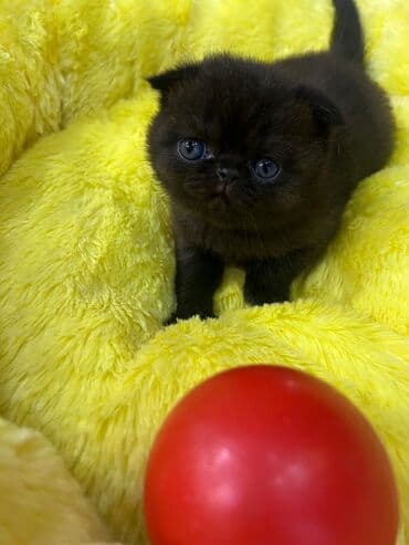 вислоухий сиамский кот: Шотладская вислоухая, Самец, Самка, В добрые руки, Платная доставка, Самовывоз, Бесплатная доставка — 8