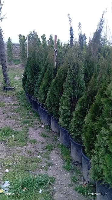 bəzək bitkilərinin adları: Satılır: Qutuda dekorativ və meyvə-ağacı tingləri, həmçinin bəzək — 5