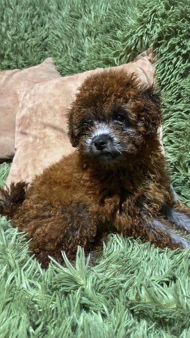 it tasmaları: Pudel, 6 ay, Erkek, Peyvəndli — 2