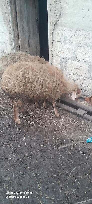 mal bazarı: 2 dişi toğlu

- Şəkillərdə qrup halında — 3