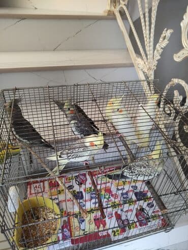 попугай жако купить в баку: Qəfəs quslar — 19