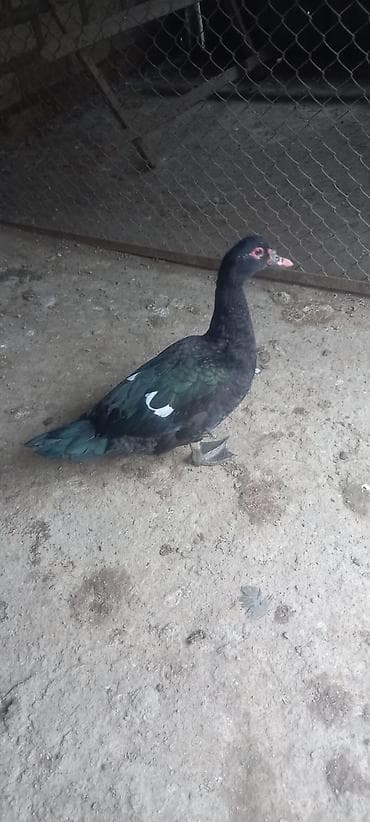 ordek yumurtası: Təmiz qan Zümrüdü Amerikan erkek cavan aktiv heyvandırağır çəkılı — 2