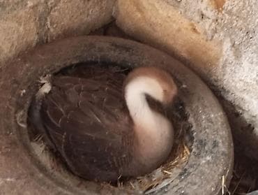 bala qazlar: Dişi, | Linda, Damazlıq, Ünvandan götürmə — 4