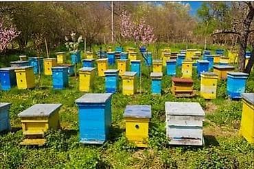 Sağlam və məhsuldar arı ailələri satılır.Karnika sortudu.Anaları 2024 lalafo.az -da Sağlam və məhsuldar arı ailələri satılır.Karnika sortudu.Anaları 2024