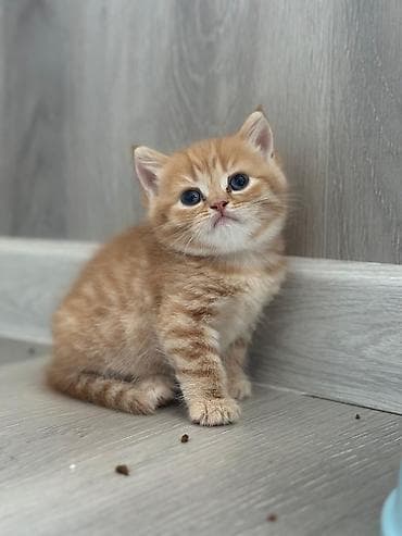 col pisiyi: Tabbi — 3
