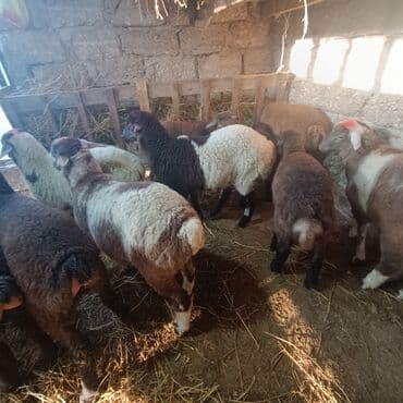 Salam hervaxdız xeyir saxlamlıq quzularm cxdı satqa isdiyen elaqe — 23