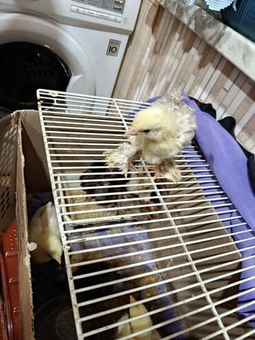 Гуси: Куриные цыплята, Для мяса — 6