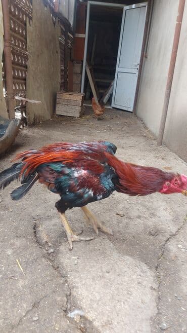 домик для большой собаки: Xoruz, il: 2 — 3