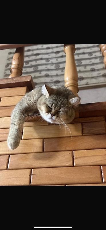 qara rəng: Qızıl şinşilla — 2