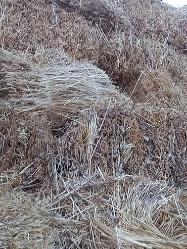 ot piçen: Ot satlır qiməti 2.7 — 3