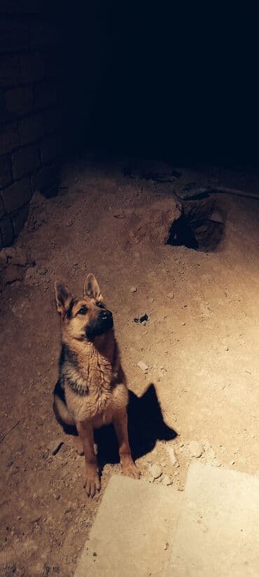 Alman çoban iti, Peyvəndli