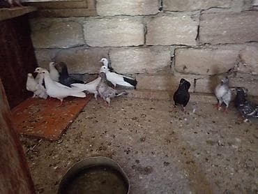 Heyvanlar: Balalardi ucmuyublar hele.unvan mawtagada yerlewir.isteyen elaqe — 2