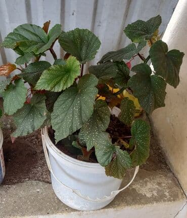 Begoniya (Bégonia) saksı bitkiləri - Növ: dekorativ yarpaqlı və