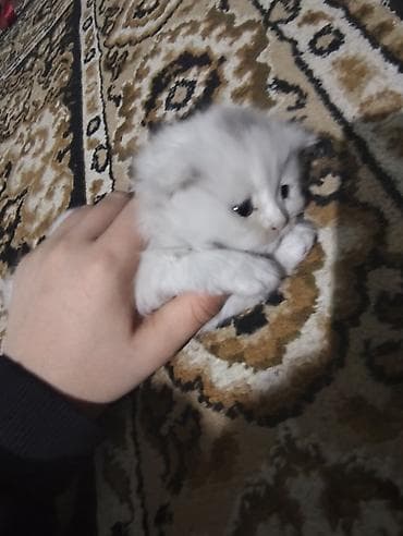 qara afcarka satilir: Erkək, Dişi, Yaxşı əllərə, Ünvandan götürmə, Ödənişli çatdırılma — 4