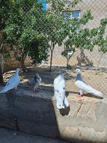 quş şekilleri: İki cüt quşdu normal uçan cavan quşlardı. Əlavə sözü olan zəng edə və — 3