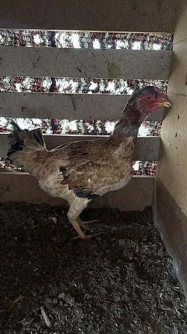 Atlar: Toyuq, Damazlıq — 2