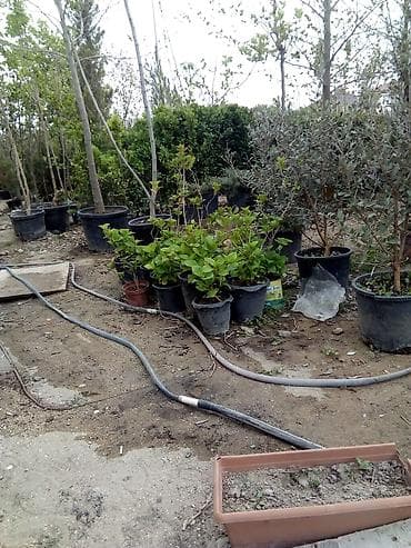 Landşaft ağac və kolları – fidanlar və iri qablarda dekorativ bitkilər