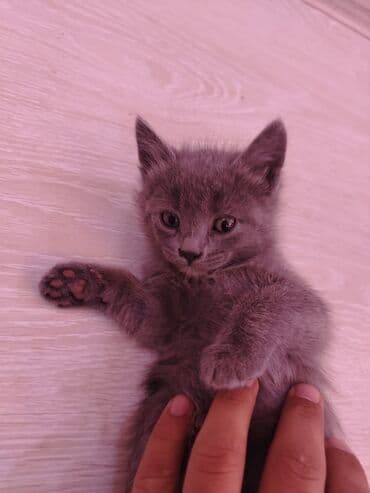 кот в добрые руки: Самец, В добрые руки, Самовывоз — 2