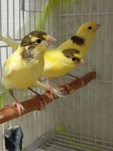 tutu quşları: Bülbül cavan ərkək qiymət birinə ayitdi Sarı rəngli kanareyalar – — 1