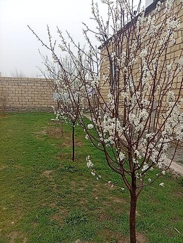 ucuz bag evleri: 3 otaqlı, 600 kv. m, Yeni təmirli — 7