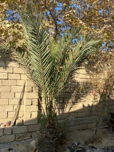 dekor hərflər: Xurma palması (Phoenix dactylifera) – dekorativ palma - Növ: Xurma — 3